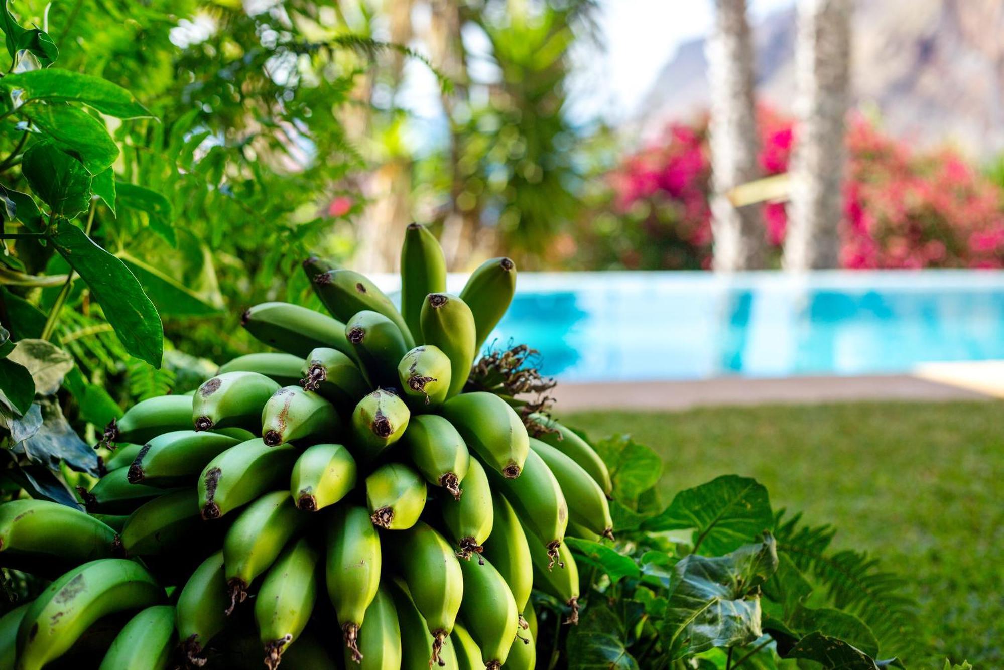 Bela Vigia Villa Jardim do Mar Ngoại thất bức ảnh
